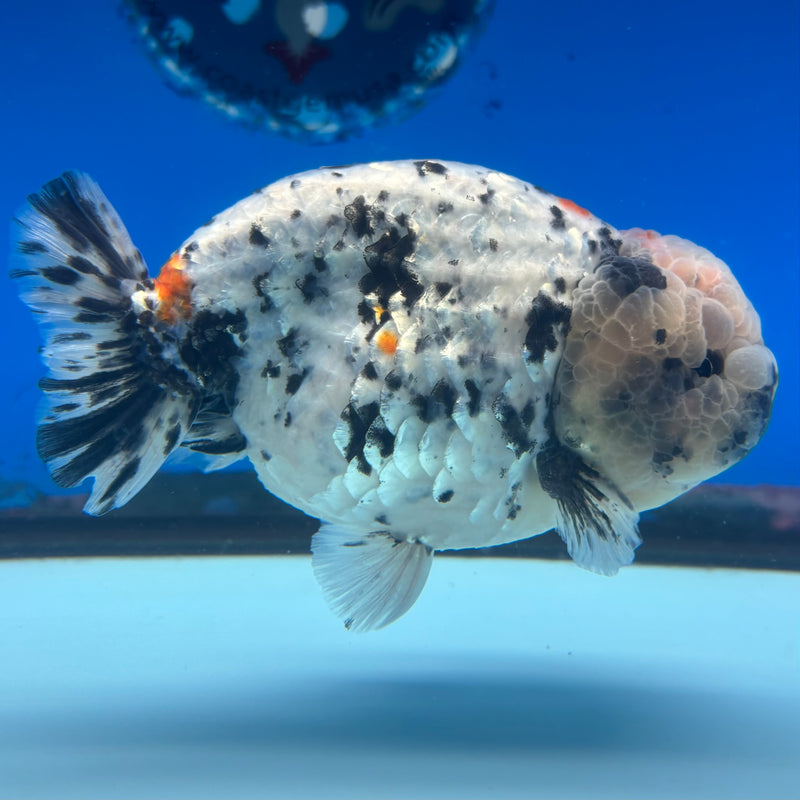 Thai Ranchu JUMBO Calico 4.5” Body Male(BIN-CK-1050)SHOWTANK2