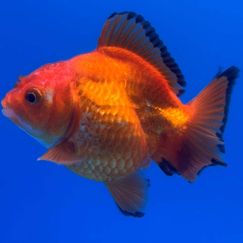 Thai Oranda Apache 2.5” Body Female(CK-731)R1B01