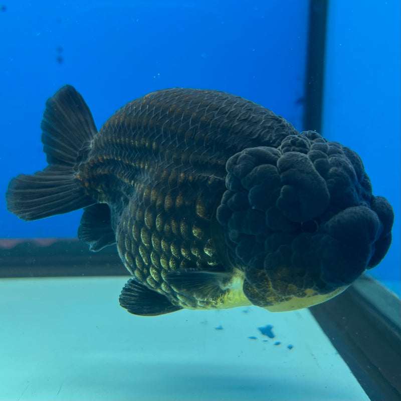 Thai Ranchu SPECIAL COLOR Apache 3.5” Body Male(CK-1113)R1A04