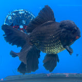 Thai Oranda Black Body Red Cap 4” Body Male(CK-1496)ShowTankB