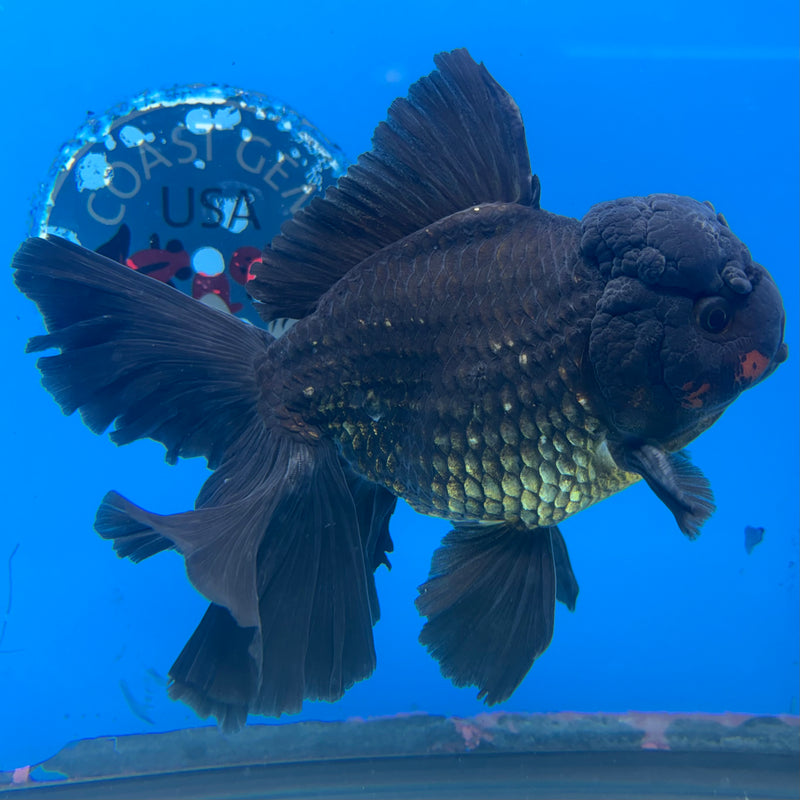 Thai Oranda Black Body Red Cap 4” Body Male(CK-1496)R2B22