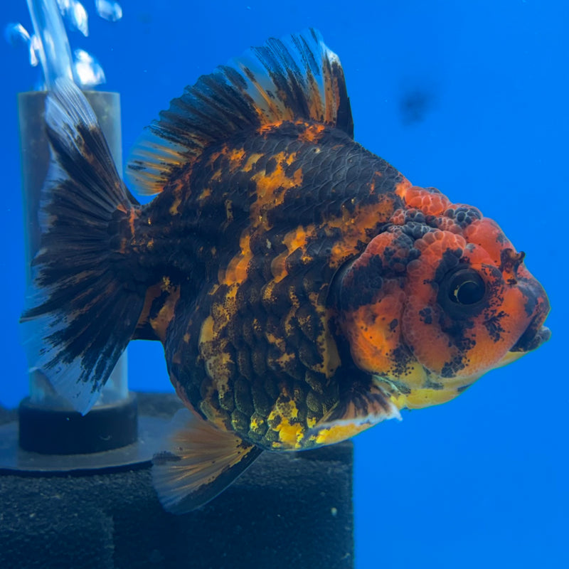 Thai Oranda Calico Tiger Yuanbao by SHOGUN 3” Body Female(CK-1168)R3A06