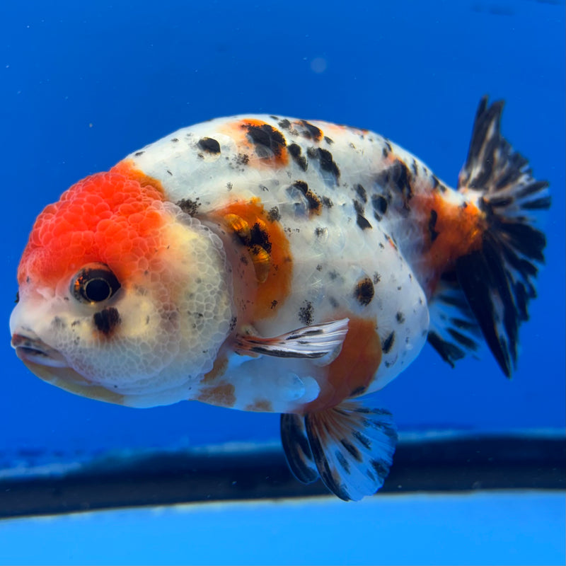 Thai Ranchu Tri-Color Calico 4” Body Male(CK-943)R2C03