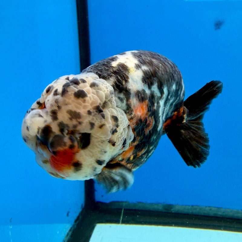 Chinese Ranchu Calico 3.5in Male (FEB-277)BLUETUBC