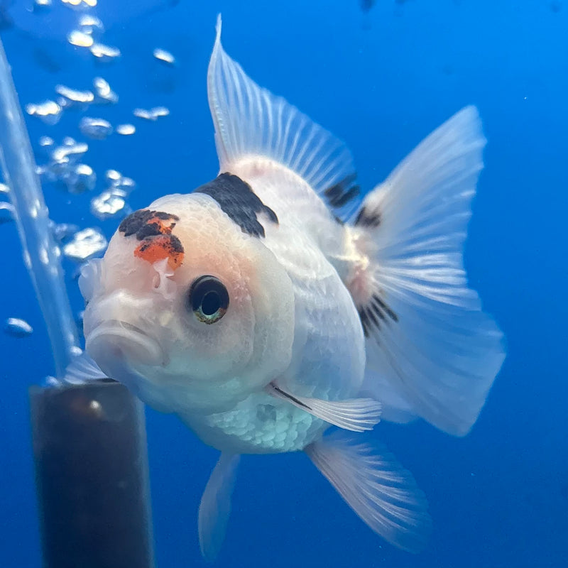 Thai Oranda Panda 2.5” Body Female(CK-1291)R3B01