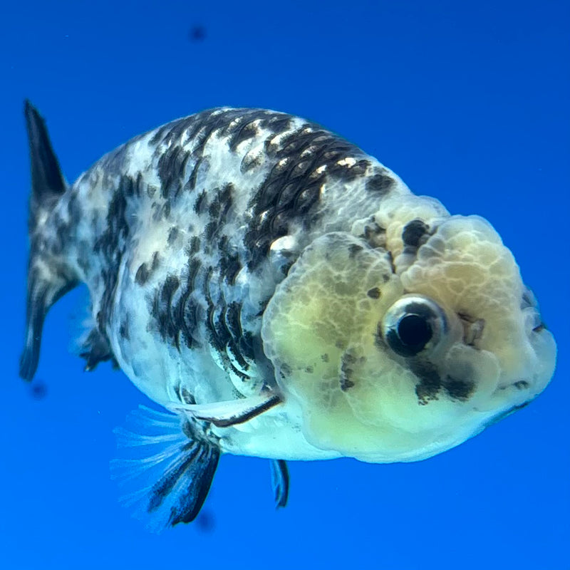 Thai Ranchu Tiger Granite Calico 3” Body Male(CK-1385)R1A09