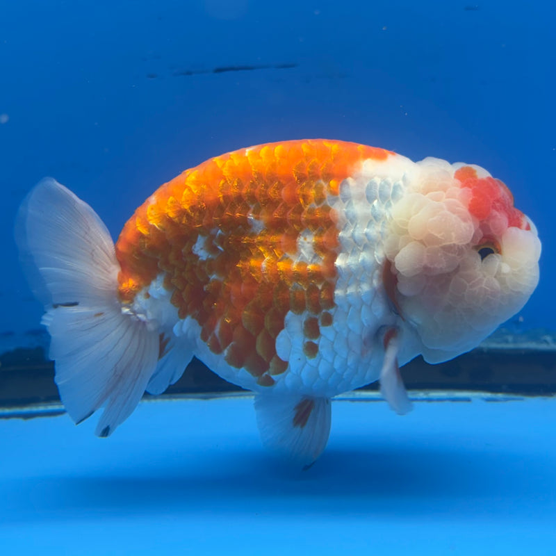 Thai Ranchu JUMBO Red/White 4.5” Body Male(BIN-CK-1045)SHOWTANK2