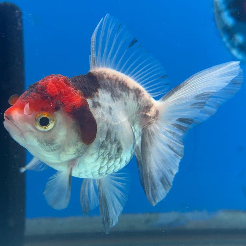 Thai Oranda Tri-Color 2.5” Body Female(CK-1023)R3B11