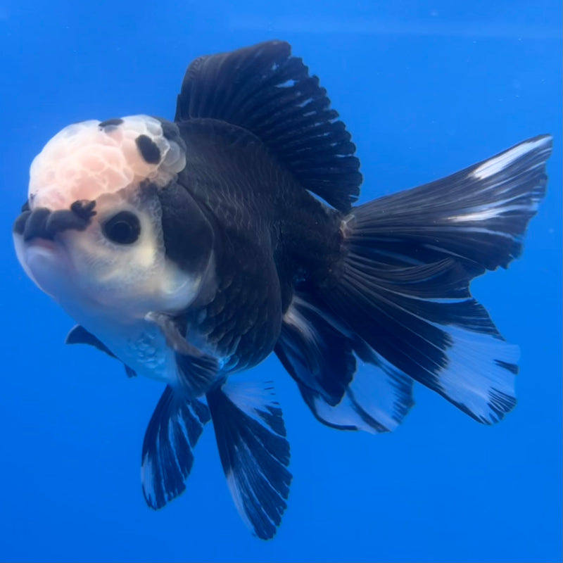Thai Oranda Panda 3” Body Male(CK-1224)R1B08