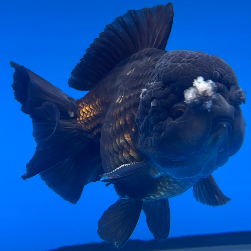 Thai Oranda JUMBO Full Black/Panda 4” Body Male(QGF-CK-1344)BLUETUB1