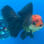 Thai Oranda JUMBO Tri-Color 4” Body Male(CK-1552)BLUETUB-A