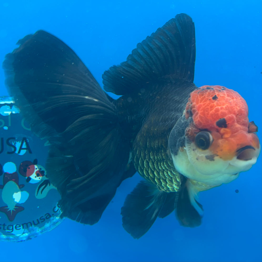 Thai Oranda JUMBO Tri-Color 4” Body Male(CK-1552)BLUETUB-A