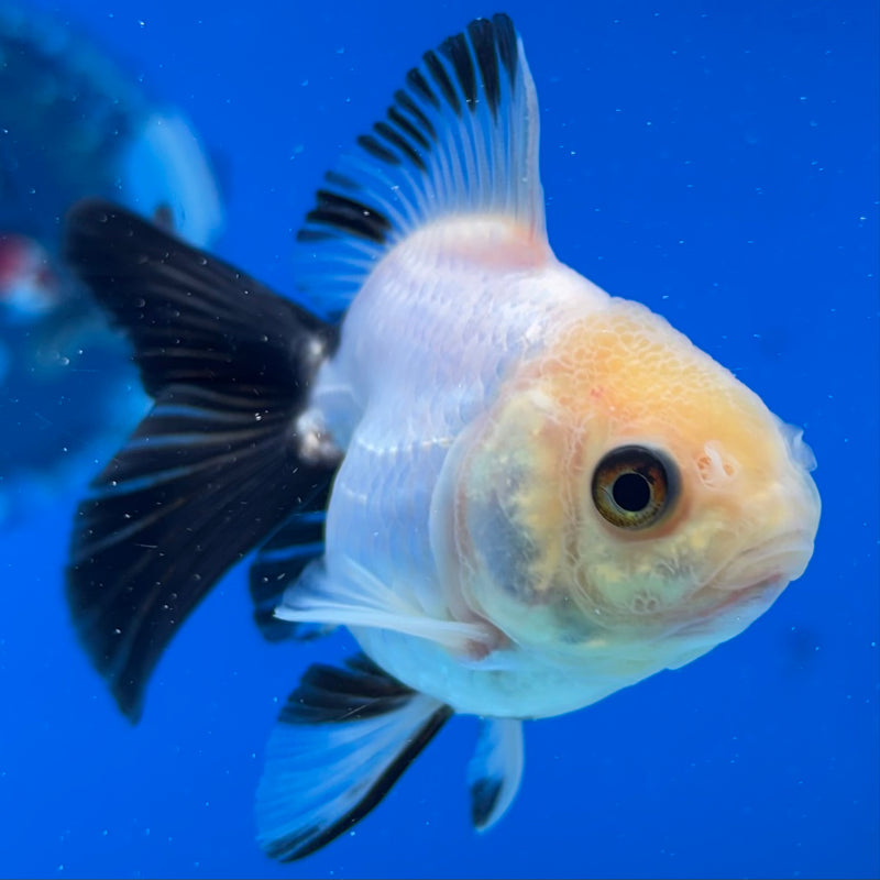 Thai Oranda Panda 2.5" Female (CK-1546)R3A16