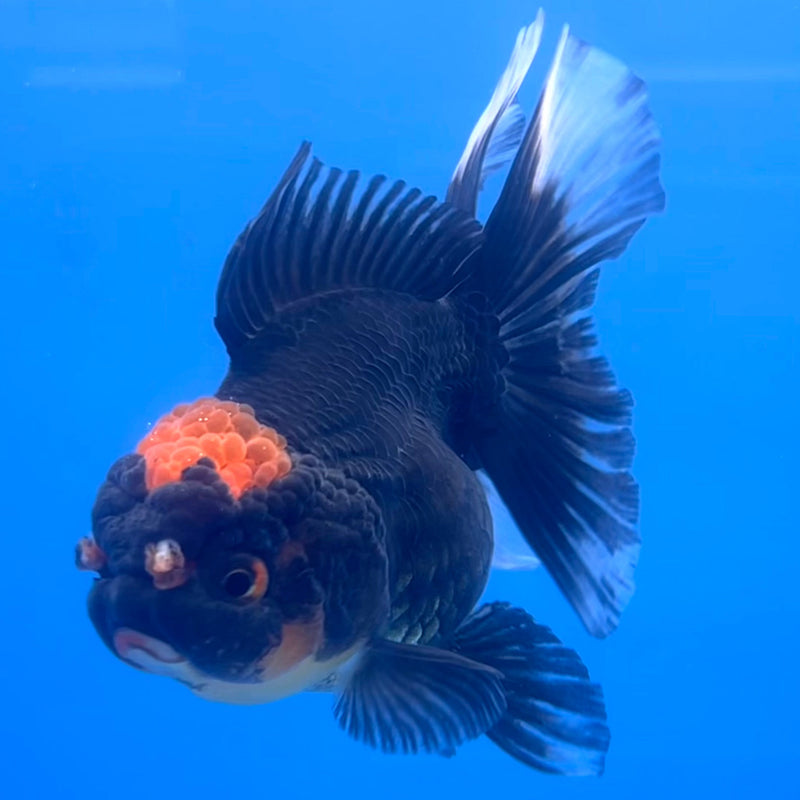 Thai Oranda Black Body Red Cap 3” Body Female(CK-657)R1A12