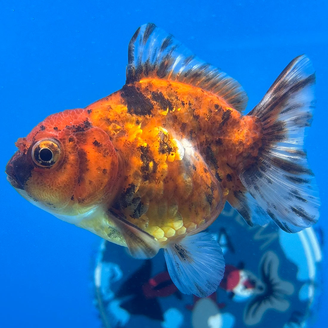 Thai Oranda Calico Yuanbao by SHOGUN 2.5” Body Male(CK-1592)R3B08
