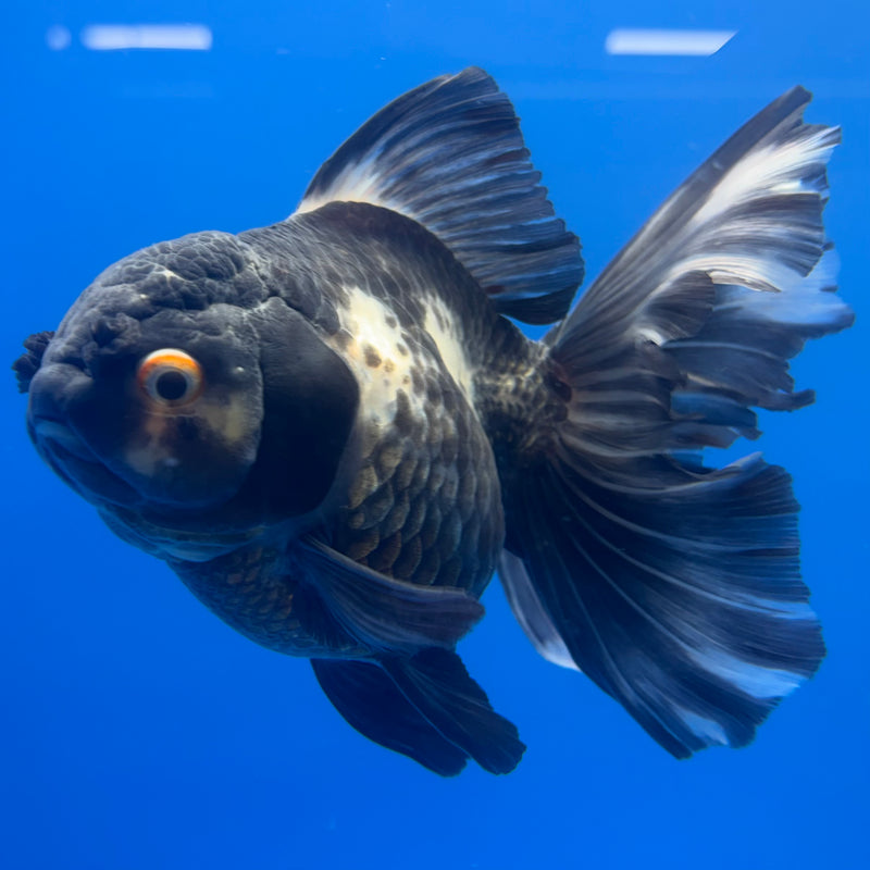 Thai Oranda Panda Butterfly Tail 3.5” Body Female(CK-788)SHOWTANK
