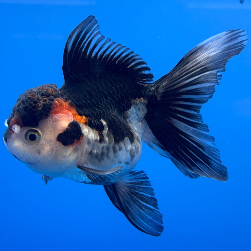 Thai Oranda Tri-Color 3” Body Female(CK-707)R1A05