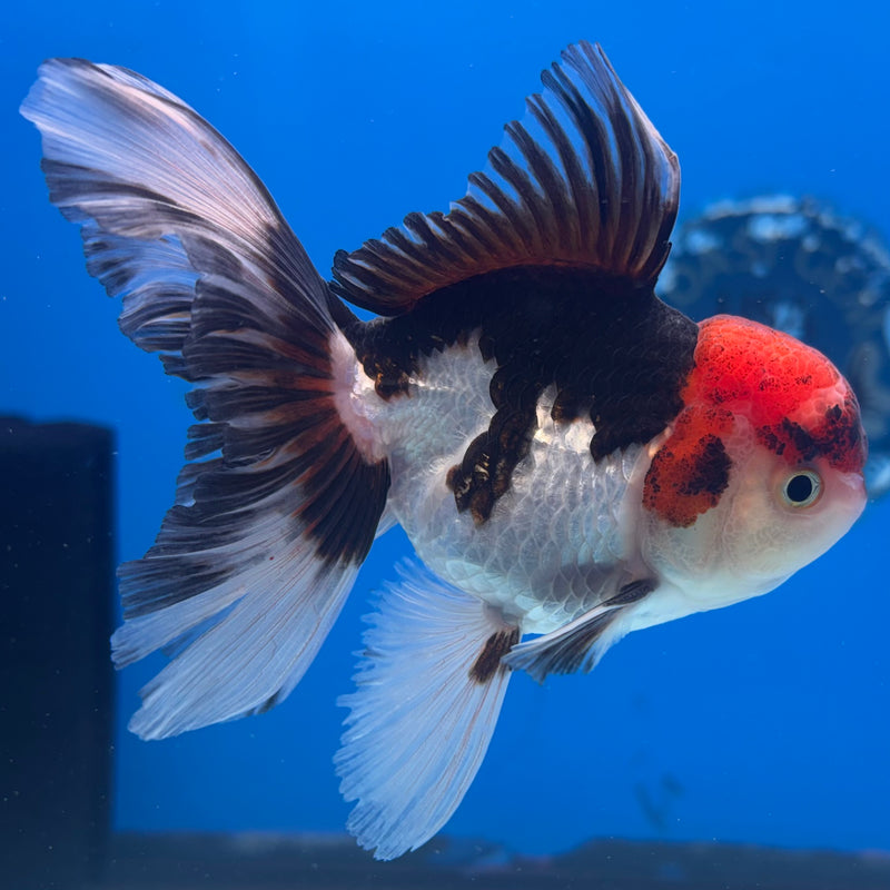 Thai Oranda Tri-Color 3.5” Body Male(CK-934)R1BLUETUB4