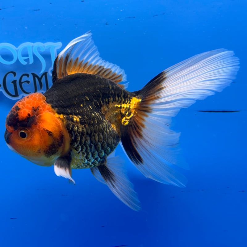 Thai Oranda Apache 3.5” Body Male(CK-933)R1BLUETUB4