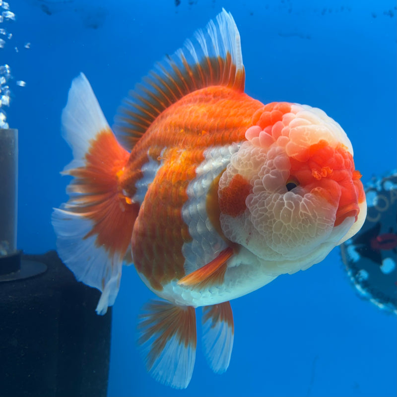 Thai Jumbo Oranda Red/White 4.5” Body Female(CRP-CK-1085)BLUETUB2