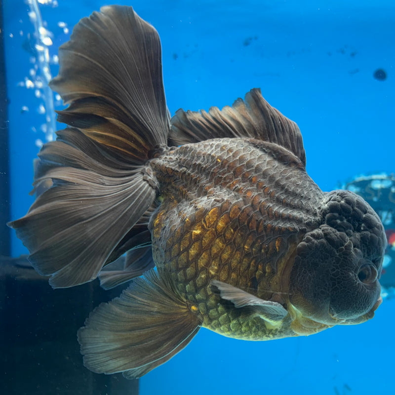 Thai Oranda Full Black Butterfly Tail 4.5” Body Male(CK-928)R1BLUETUB4