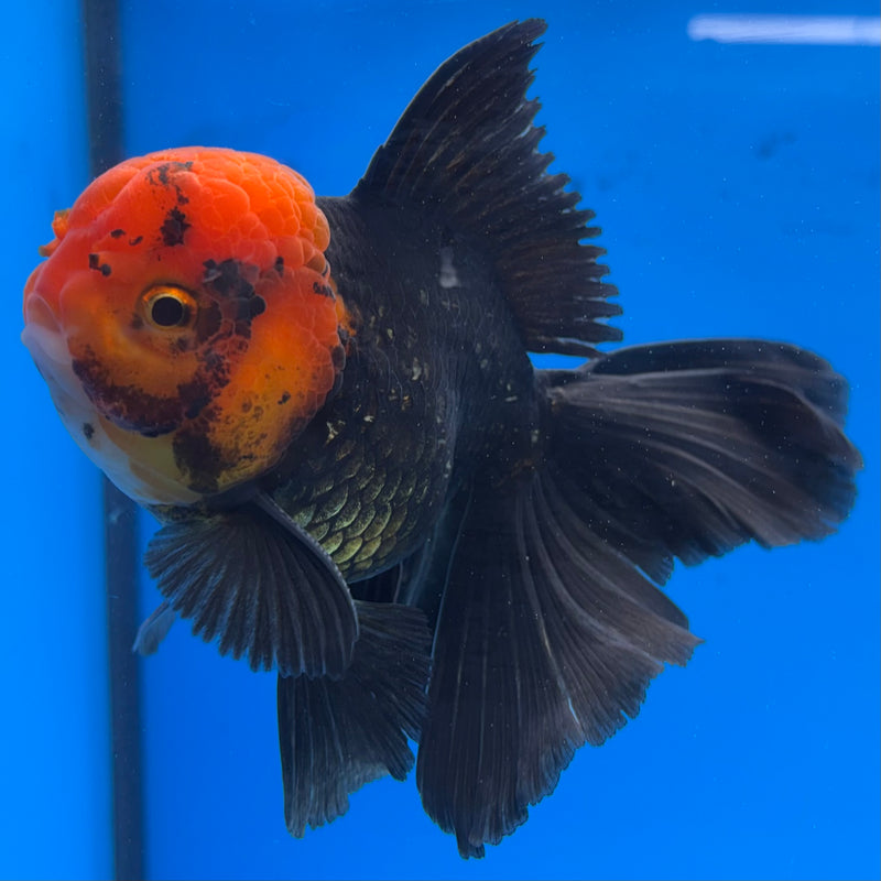 Thai Oranda Black Body Red Cap 3.5" Male(CK-1538)R2A07