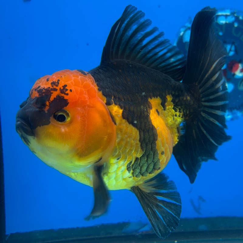 Thai Oranda Apache 4" Body Female(NKT-CK-1032)SHOWTANK2