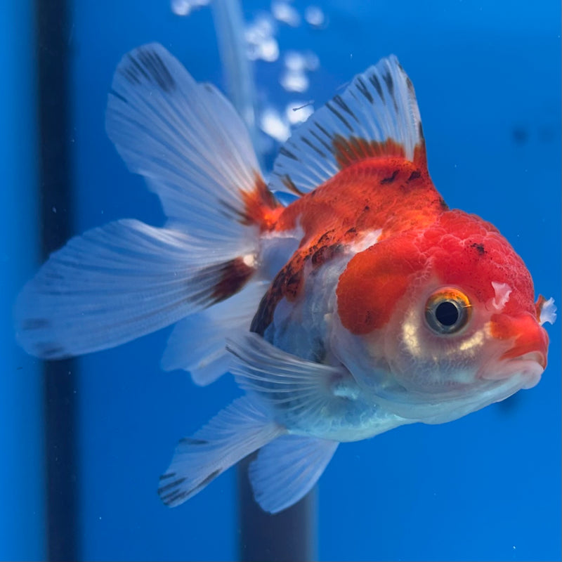 Thai Oranda Tri-Color 2” Body Female(CK-1269)R3B06