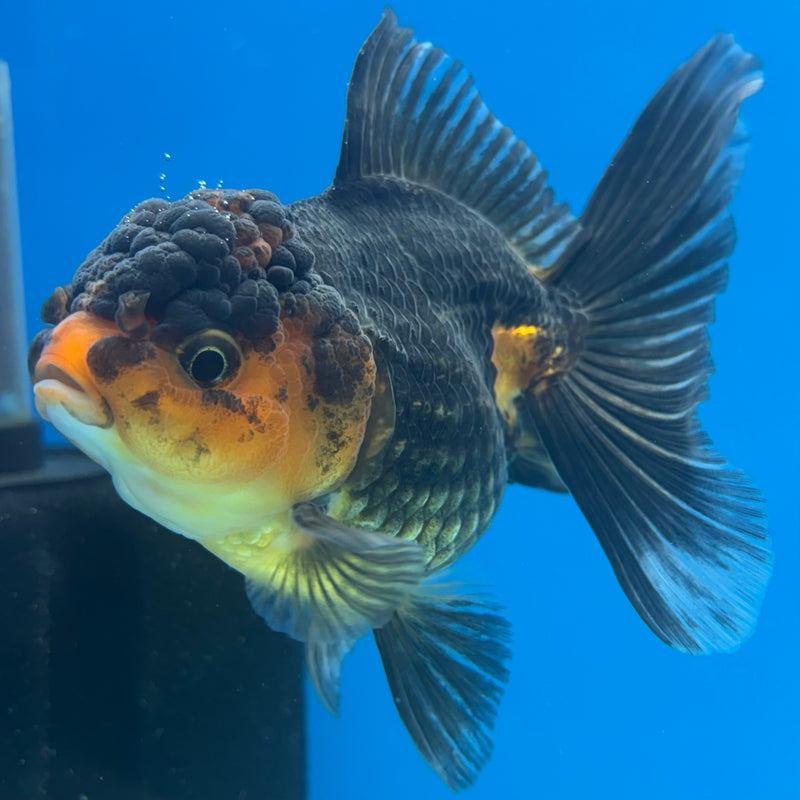 Thai Oranda Apache 3” Body Female(CK-970)R3B21