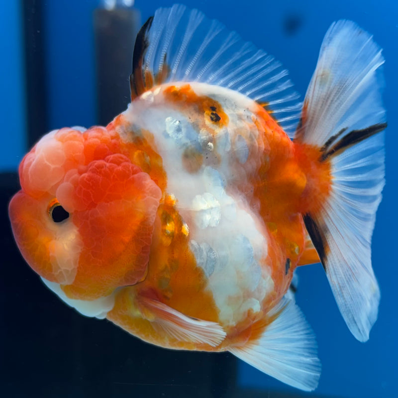 Thai Oranda Tri-Color Calico 3” Body Male(QGF-CK-1099)SHOWTANK