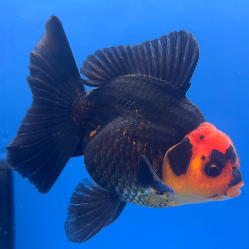 Thai Oranda Apache 3” Body Male(CK-841)R3B20