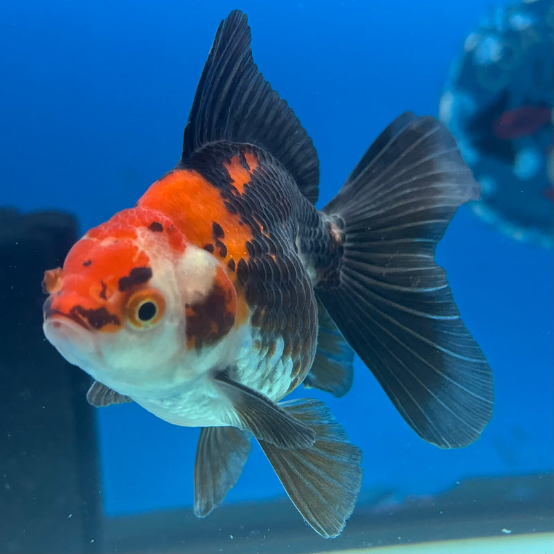 Thai Oranda NOK Apache 2.5” Body Male(NOK-CK-1192)R3B13