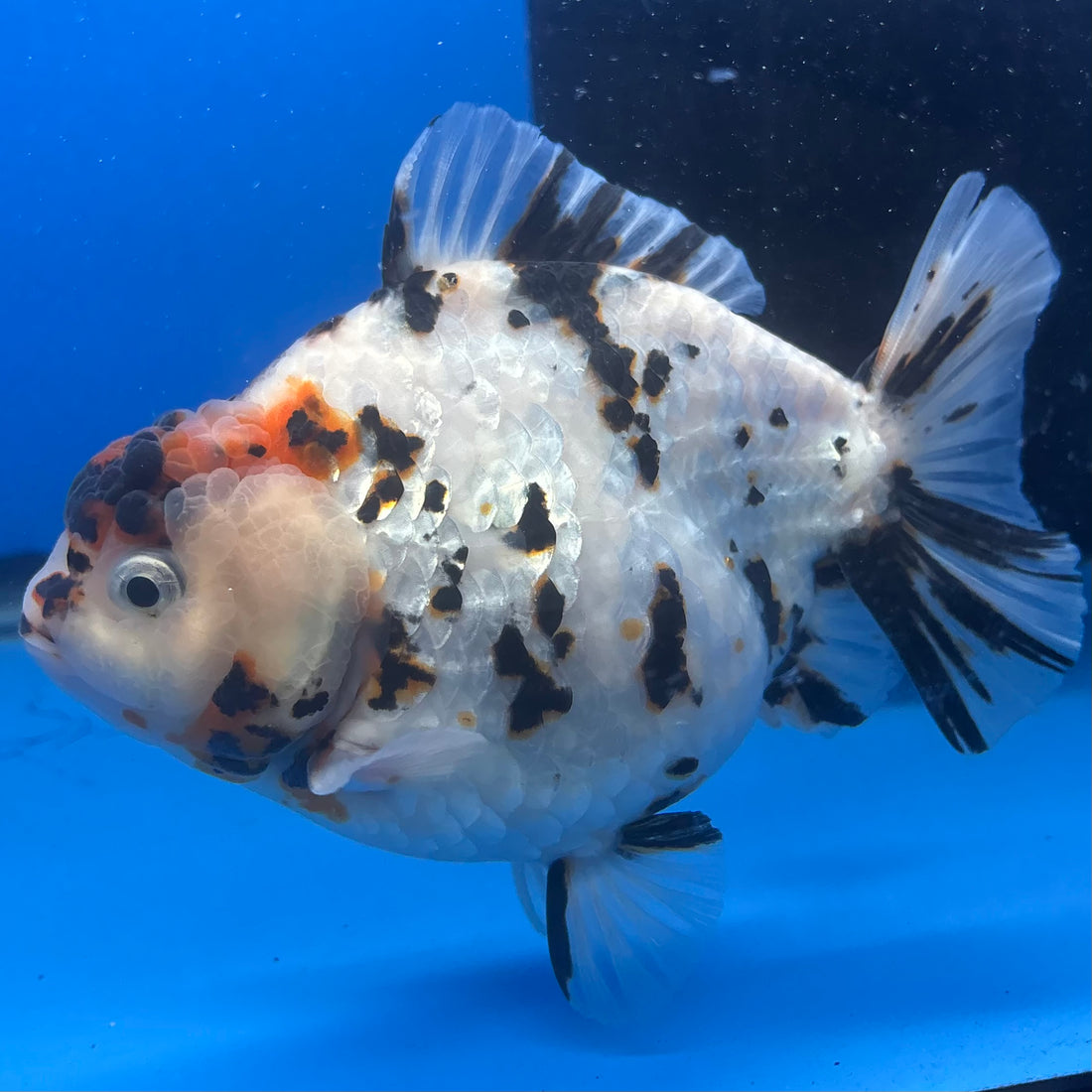 Thai Oranda Tri-Color Tiger 4" Female (NKT-CK-1565)BLUETUB-B