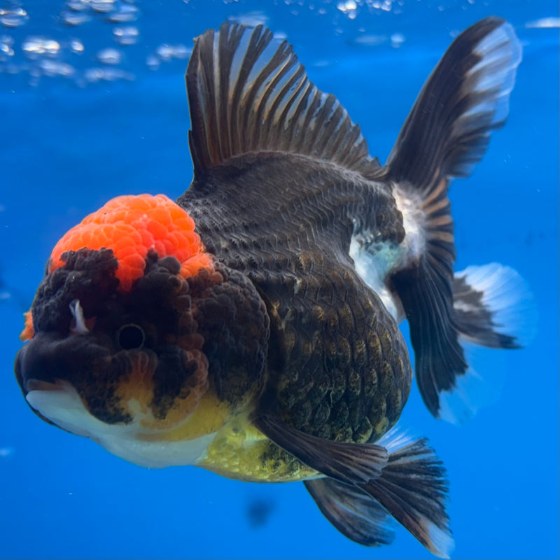Thai Oranda Tri-Color/Apache RARE FIND 3.5” Body Female(CK-924)R1BLUETUB4
