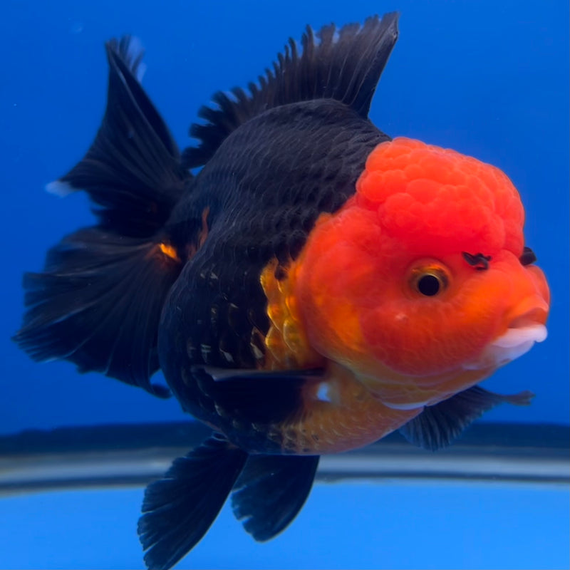 Thai Premium Oranda Yuanbao Apache 4” Body Female(CK-755)R1BlueTub4