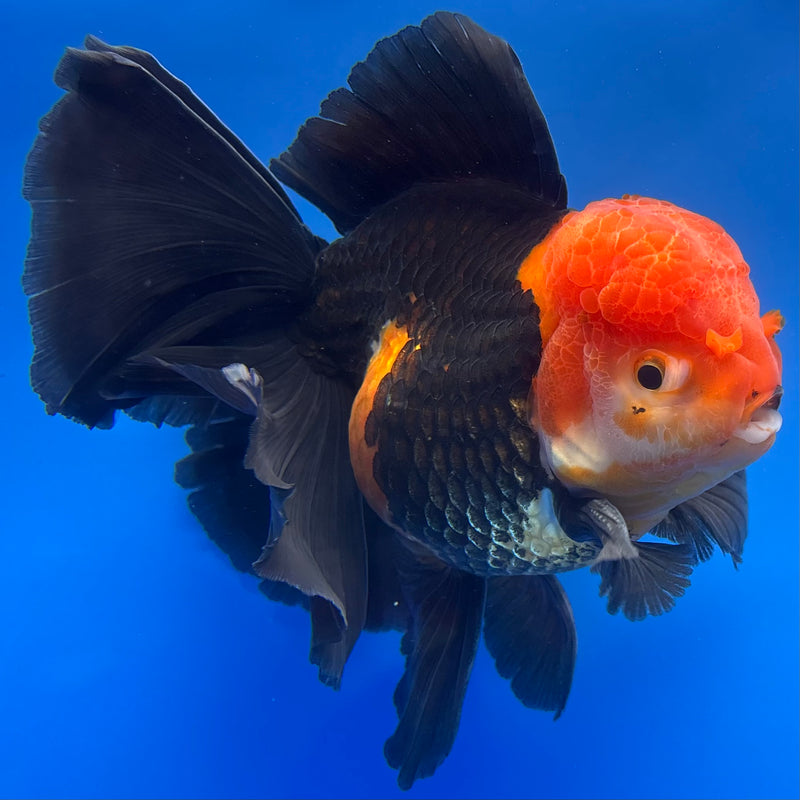 Thai Oranda AA JUMBO Apache 4” Body Male(AA-CK-1356)R1BLUETUB3