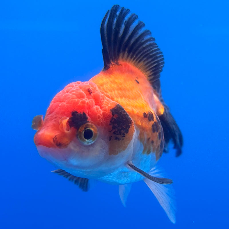 Thai Oranda Apache 2.5” Body Female(CK-1244)R3B10