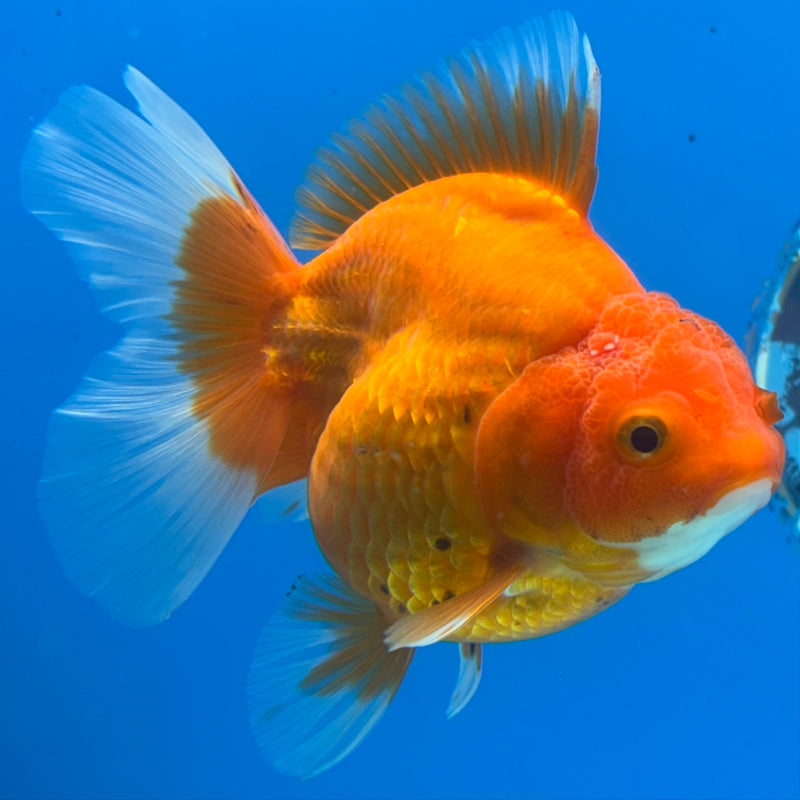 Thai Oranda Full Red 3.5” Body Female(CK-1199)SHOWTANK