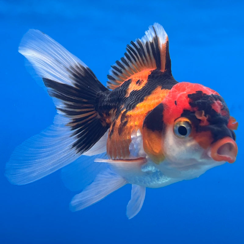 Thai Oranda Apache 2” Body Male(CK-1274)R3B05