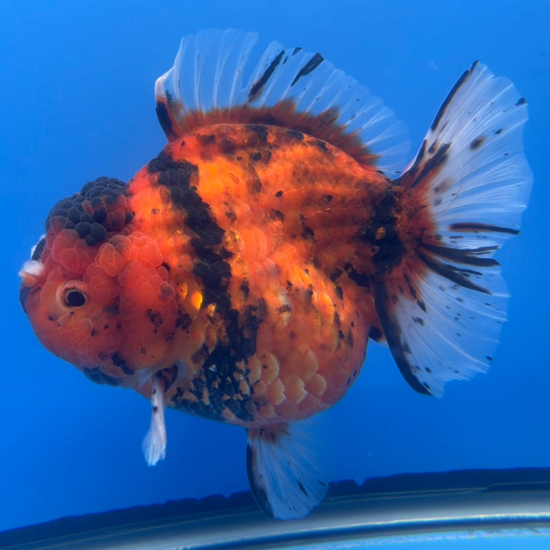 Thai Oranda JUMBO Red Calico Tiger 5” Body Male(CRP-CK-646)BLUETUB2