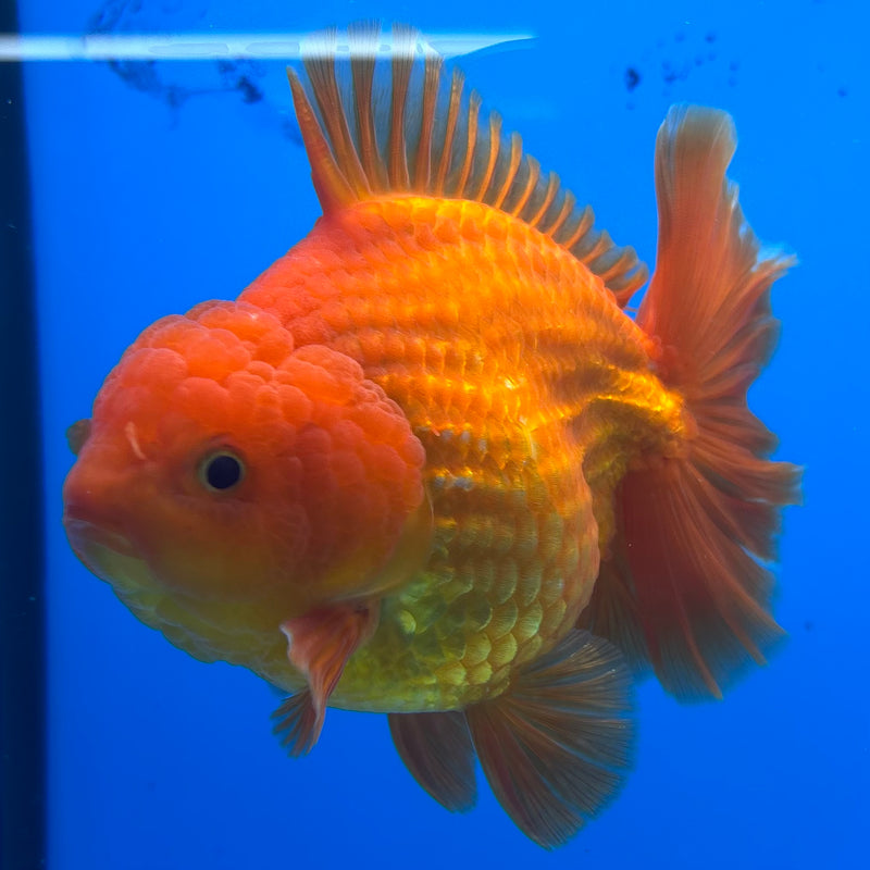 Thai Oranda Full Red 4” Body Male(CK-1445)R1BLUETUB1