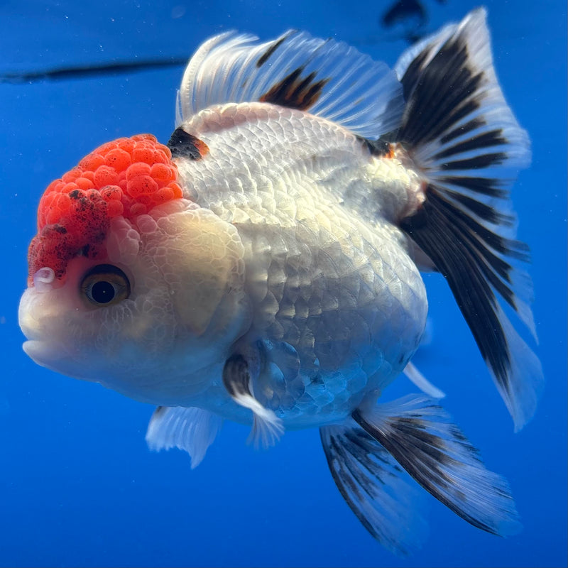Thai Oranda Tri-Color 3.5” Body Female(CK-935)R1BLUETUB4