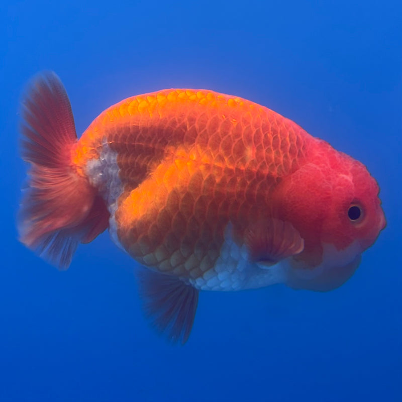 Thai Ranchu Red/White 3” Body Male(CK-827)R3A13