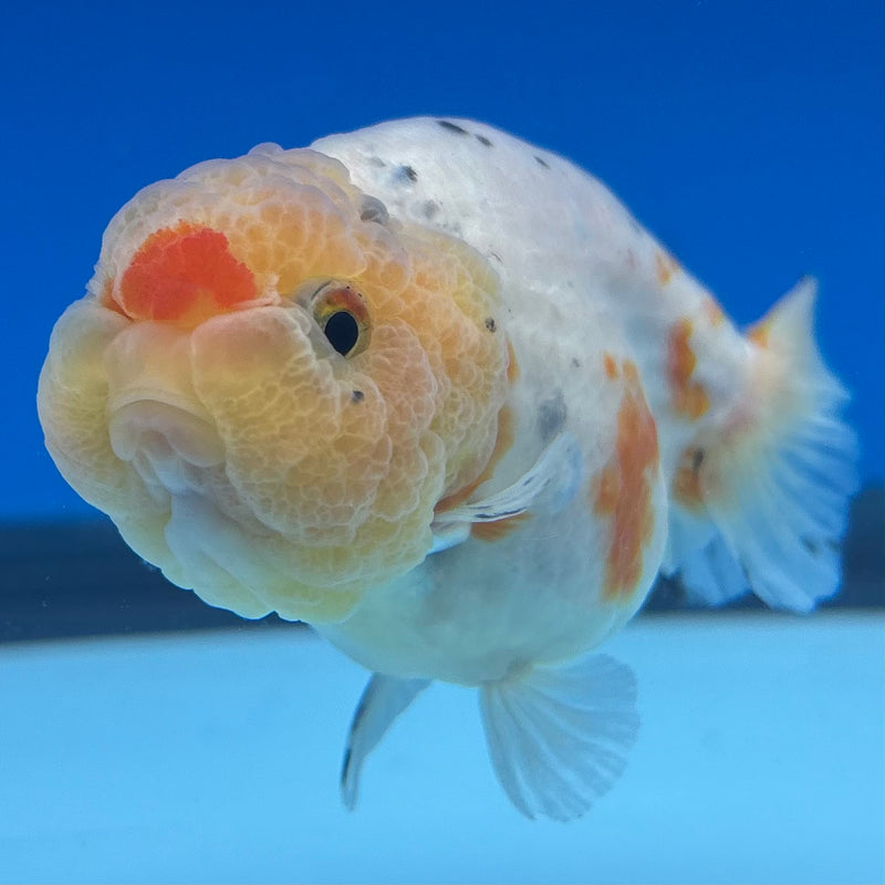 Thai Ranchu Lemon Head Calico 3” Female(CK-1497)R3A13