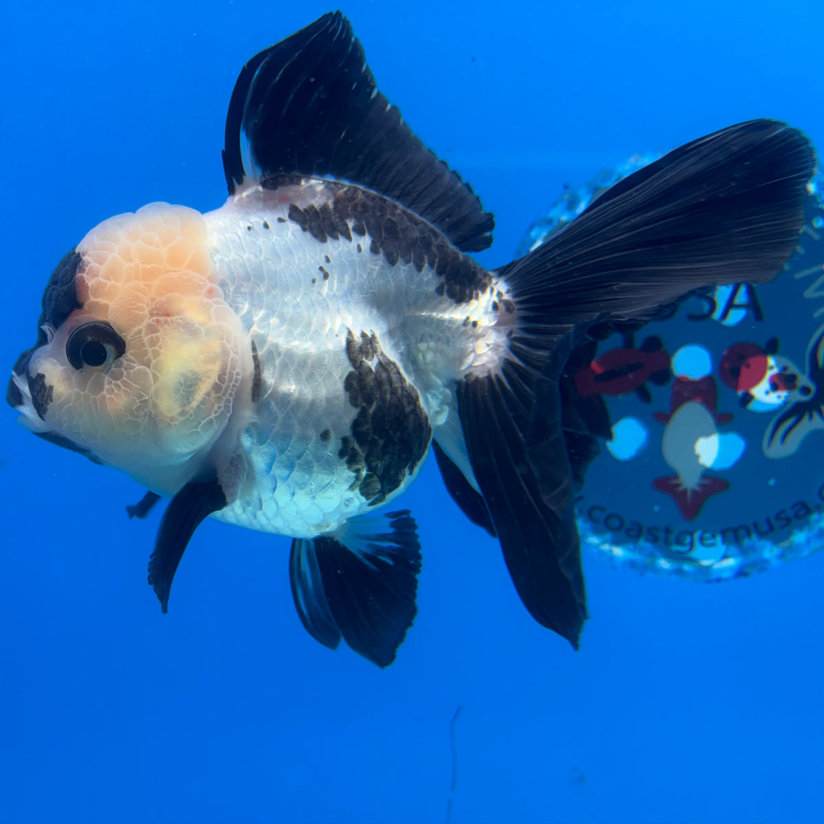 Thai Oranda Panda 3.5” Female(CK-1629)R2A08