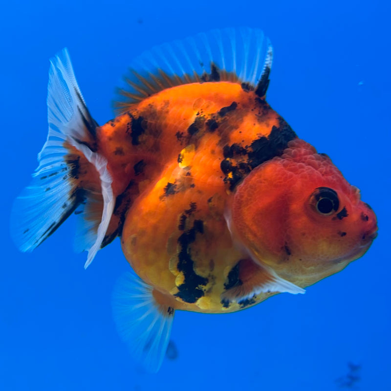 Thai Oranda Calico Tiger Yuanbao by SHOGUN 3” Body Female(CK-1171)R3A06