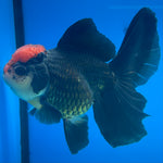 Thai Oranda JUMBO Tri-Color 4” Body Male(CK-1552)BLUETUB-A