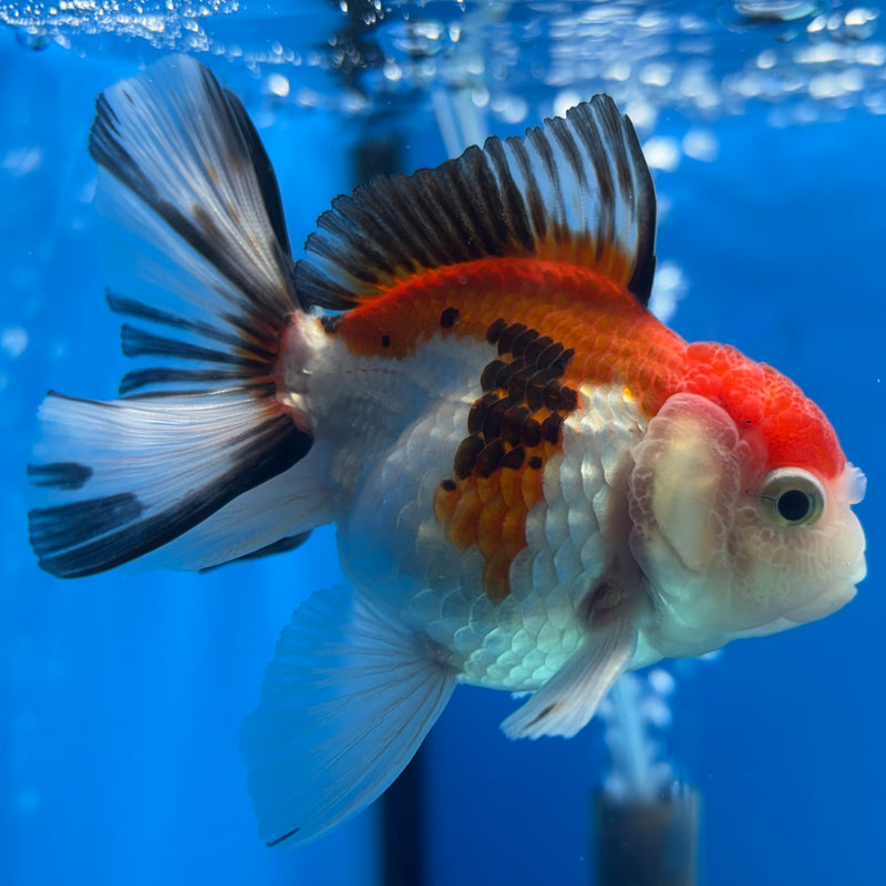 Thai Oranda NOK Apache/Tri-Color 2.5” Body Male(NOK-CK-1178)R3B16