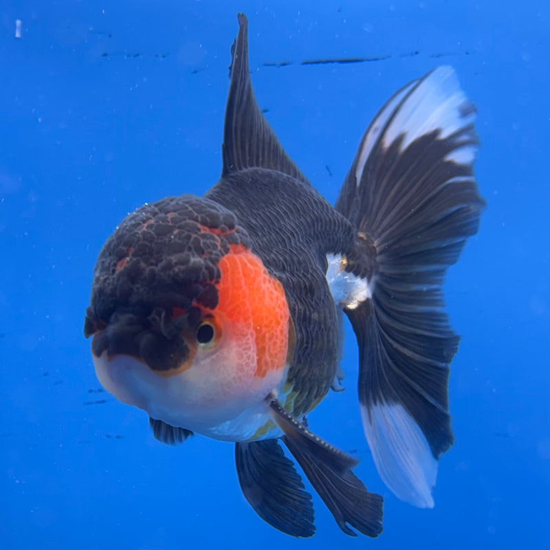 Thai Oranda Apache/Tri-Color 3” Body Female(CK-959)R3B13