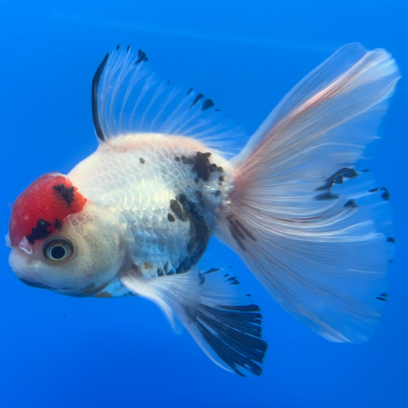 Thai Oranda Tri-Color Calico 3” Body Male(CK-719)R1A01